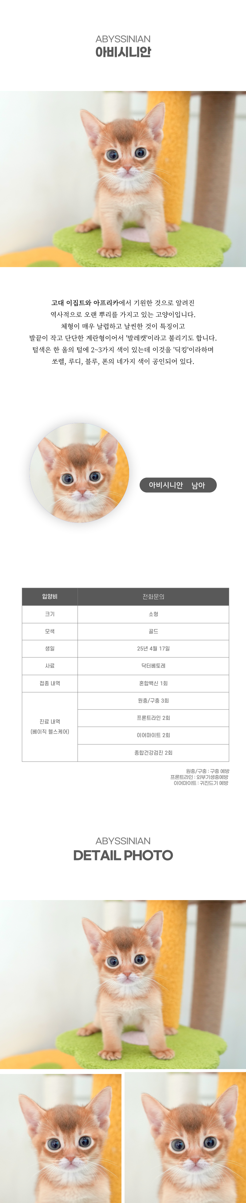 아비시니안_상세이미지_2